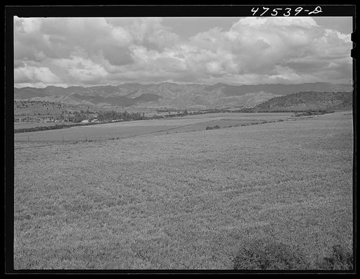 Untitled photo, possibly related to: Guanica, Puerto Rico (vicinity). Sugar cane fields