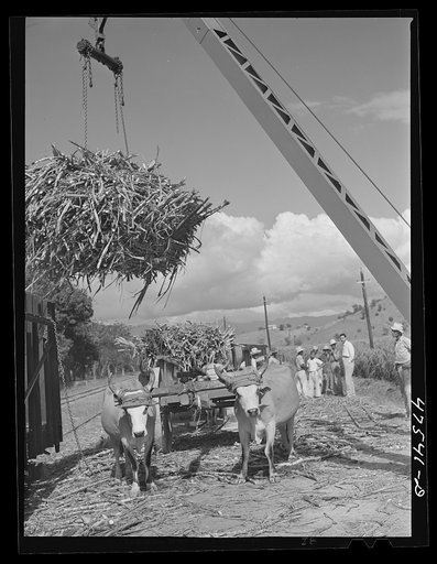 Guanica, Puerto Rico. Loading sugar cane from ox cart to railroad car to be taken to sugar mill