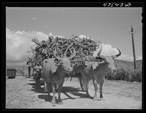 Guanica, Puerto Rico. Ox cart load of sugar cane just arrived from the field