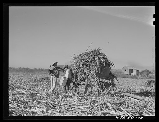 Untitled photo, possibly related to: Guanica, Puerto Rico (vicinity). Each ox cart load of sugar cane is bound firmly with chains so it can be lifted out and loaded into a freight car