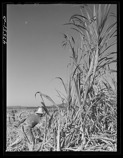 Guanica, Puerto Rico (vicinity). Cutting sugar cane in the rich sugar area