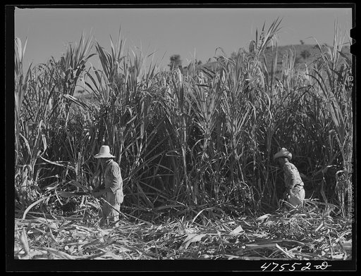 Untitled photo, possibly related to: Guanica, Puerto Rico (vicinity). Cutting sugar cane in the rich sugar area