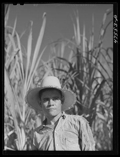 Guanica, Puerto Rico (vicinity). Farm laborer employed in cutting sugar cane at one dollar and fifty-one cents per day