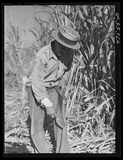 Guanica, Puerto Rico (vicinity). Sharpening a "machete" used in cutting sugar cane