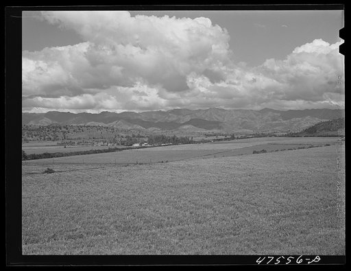 Guanica, Puerto Rico (vicinity). Sugar cane fields