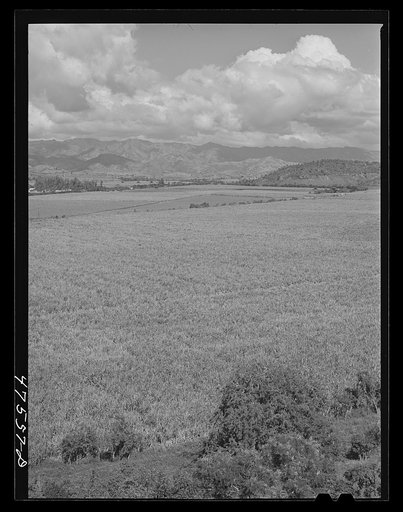 Untitled photo, possibly related to: Guanica, Puerto Rico (vicinity). Sugar cane fields