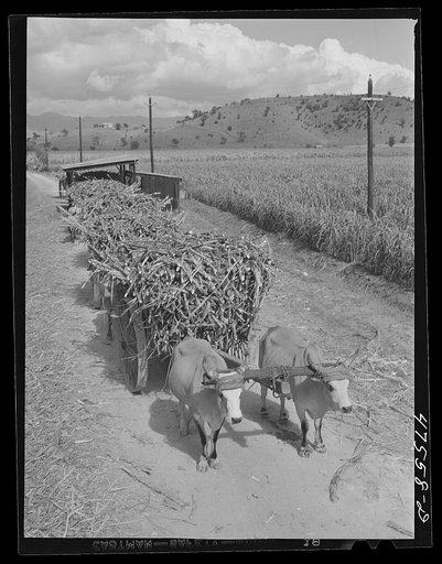 Untitled photo, possibly related to: Guanica, Puerto Rico. Ox cart load of sugar cane just arrived from the field
