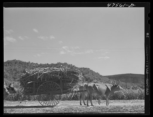 Untitled photo, possibly related to: Guanica, Puerto Rico. Ox cart load of sugar cane just arrived from the field