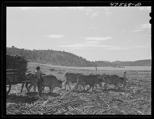 Untitled photo, possibly related to: Guanica, Puerto Rico (vicinity). Two or more teams of oxen are used to haul the sugar cane across the fields. Once the road is reached one team is unhitched