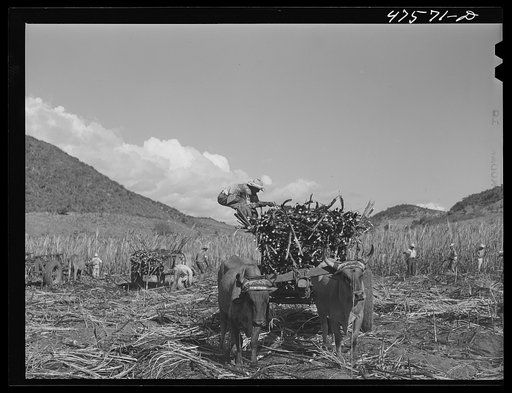 Guanica, Puerto Rico (vicinity). Each ox cart load of sugar cane is bound firmly with chains so it can be lifted out and loaded into a freight car