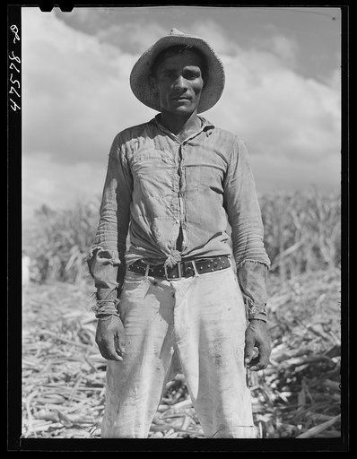 Guanica, Puerto Rico (vicinity). Ox cart driver employed in the sugar cane fields