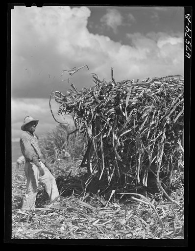 Untitled photo, possibly related to: Guanica, Puerto Rico (vicinity). Ox cart driver employed in the sugar cane fields