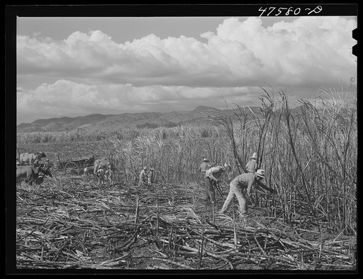 Guanica, Puerto Rico (vicinity). Harvesting sugar in a burned sugar cane field