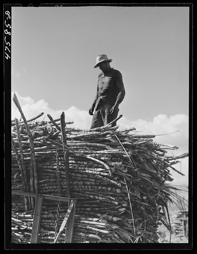 Untitled photo, possibly related to: Guanica, Puerto Rico (vicinity). Two or more teams of oxen are used to haul the sugar cane across the fields. Once the road is reached one team is unhitched