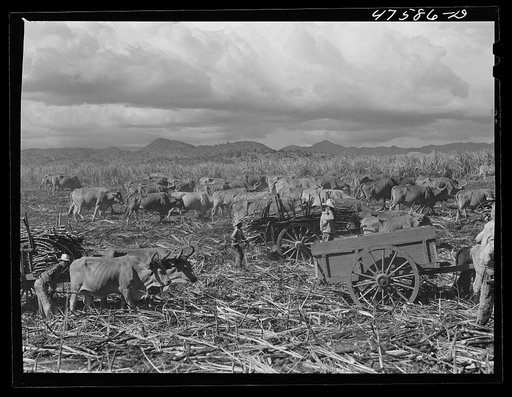 Guanica, Puerto Rico (vicinity). Harvesting sugar cane in a field. The cattle in the background have been let loose to feed on the leaves