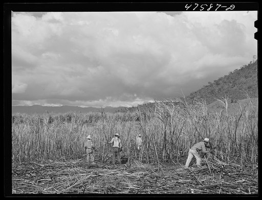 Guanica, Puerto Rico (vicinity). Harvesting sugar cane in a burned field. Burning the fields destroys the dense leaves and makes cutting the unharmed stalks easier