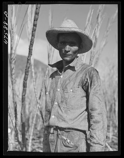 Guanica, Puerto Rico (vicinity). Farm laborer employed in cutting sugar cane at one dollar and fifty-one cents per day