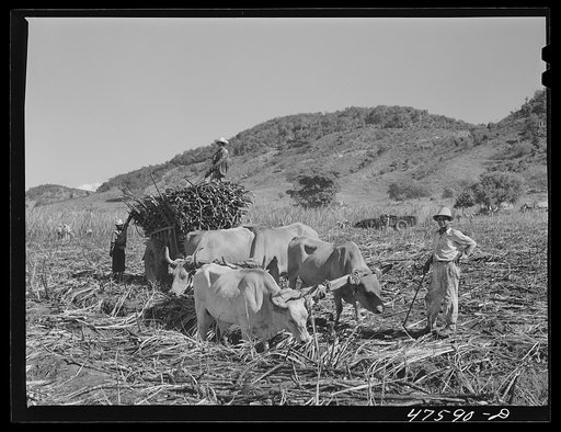Guanica, Puerto Rico (vicinity). Two or more teams of oxen are used to haul the sugar cane across the fields. Once the road is reached one team is unhitched