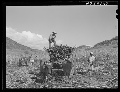 Untitled photo, possibly related to: Guanica, Puerto Rico (vicinity). Harvesting sugar cane in a field. The cattle in the background have been let loose to feed on the leaves