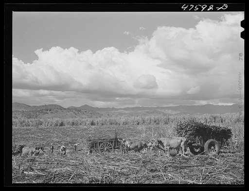 Untitled photo, possibly related to: Guanica, Puerto Rico (vicinity). Two or more teams of oxen are used to haul the sugar cane across the fields. Once the road is reached one team is unhitched