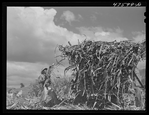 Guanica, Puerto Rico (vicinity). Harvesting sugar cane in a burned field. Burning the fields destroys the dense leaves and makes cutting the unharmed stalks easier