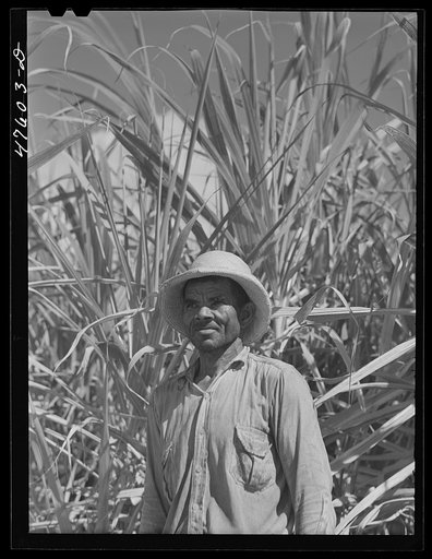 Guanica, Puerto Rico (vicinity). Farm laborer employed in cutting sugar cane at one dollar and fifty-one cents per day