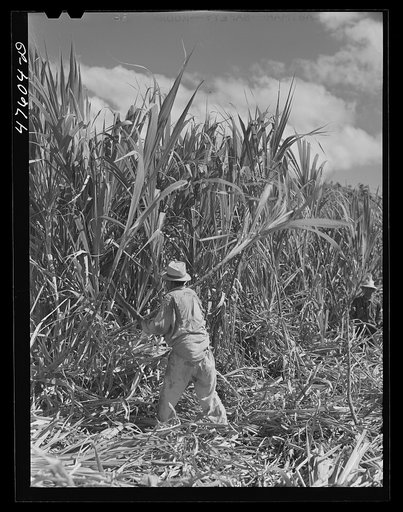 Untitled photo, possibly related to: Guanica, Puerto Rico (vicinity). Cutting sugar cane in the rich sugar area