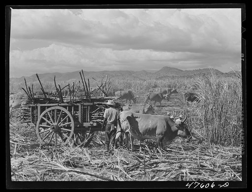 Guanica, Puerto Rico (vicinity). Harvesting sugar cane in a field. The cattle in the background have been let loose to feed on the leaves