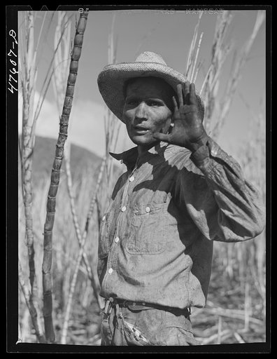 Untitled photo, possibly related to: Guanica, Puerto Rico (vicinity). Harvesting sugar cane in a burned field. Burning the fields destroys the dense leaves and makes cutting the unharmed stalks easier