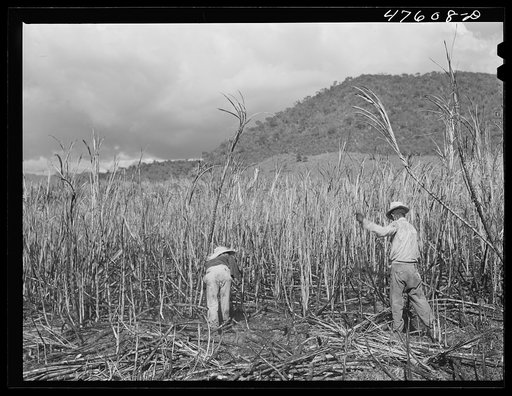 Guanica, Puerto Rico (vicinity). Harvesting sugar cane in a burned field. Burning the fields destroys the dense leaves and makes cutting the unharmed stalks easier