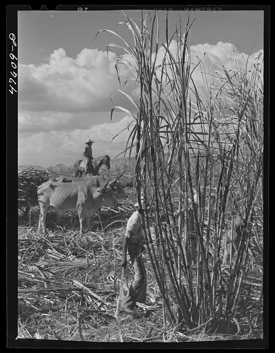 Guanica, Puerto Rico (vicinity). Harvesting sugar cane in a burned field. Burning the fields destroys the dense leaves and makes cutting the unharmed stalks easier