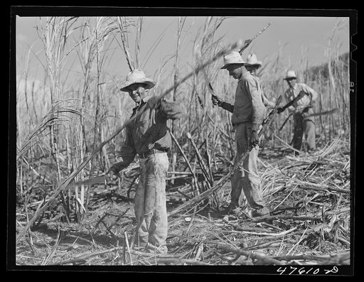 Untitled photo, possibly related to: Guanica, Puerto Rico (vicinity). Harvesting sugar cane in a burned field.  Burning the fields destroys the dense leaves and makes cutting the unharmed stalks easier