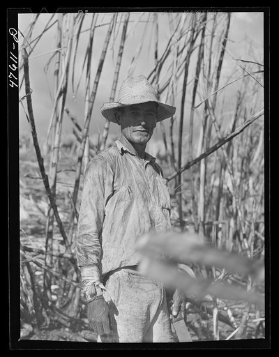 Untitled photo, possibly related to: Guanica, Puerto Rico (vicinity). Harvesting sugar cane in a burned field. Burning the fields destroys the dense leaves and makes cutting the unharmed stalks easier