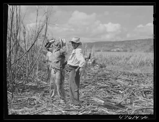 Guanica (vicinity), Puerto Rico. It is hot working in the fields and drinking water is carried from one worker to another throughout the day