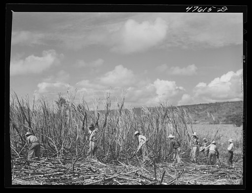 Untitled photo, possibly related to: Guanica, Puerto Rico (vicinity). Harvesting sugar cane in a field. The cattle in the background have been let loose to feed on the leaves