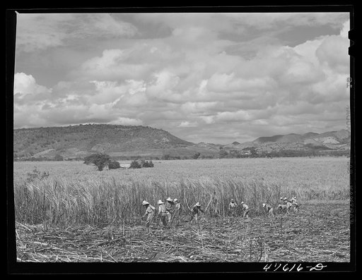 Guanica, Puerto Rico (vicinity). Harvesting sugar cane in a field. The cattle in the background have been let loose to feed on the leaves