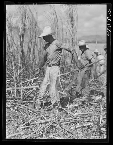 Guanica, Puerto Rico (vicinity). Harvesting sugar cane in a burned field.  Burning the fields destroys the dense leaves and makes cutting the unharmed stalks easier