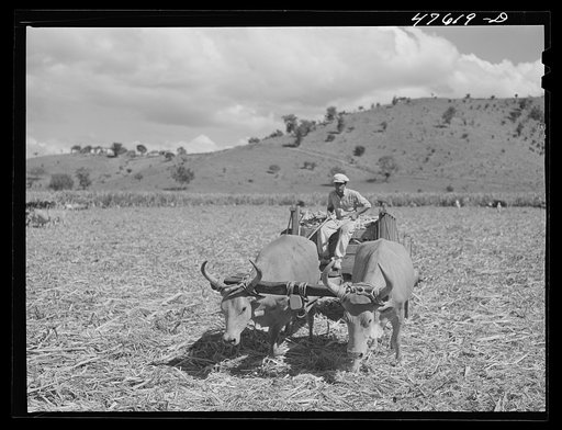 Untitled photo, possibly related to: Guanica, Puerto Rico (vicinity). Harvesting sugar cane in a field. The cattle in the background have been let loose to feed on the leaves