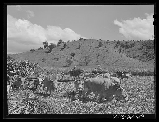 Guanica, Puerto Rico (vicinity). Harvesting sugar cane in a field. The cattle in the background have been let loose to feed on the leaves