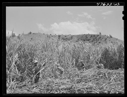 Untitled photo, possibly related to: Guanica, Puerto Rico (vicinity). Harvesting sugar cane in a field. The cattle in the background have been let loose to feed on the leaves