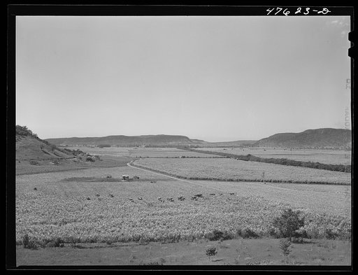 Guanica, Puerto Rico (vicinity). Harvesting sugar cane in a field. The cattle in the background have been let loose to feed on the leaves
