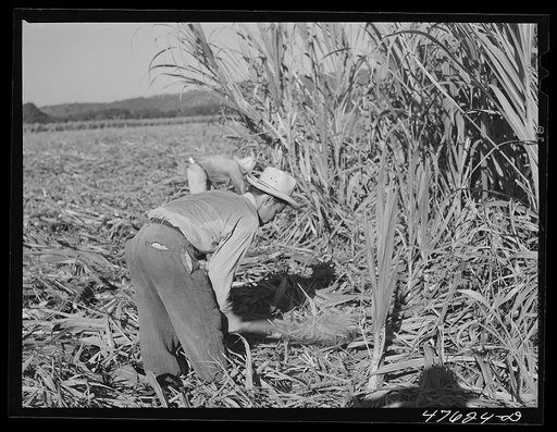 Untitled photo, possibly related to: Guanica, Puerto Rico (vicinity). Harvesting sugar cane in a field. The cattle in the background have been let loose to feed on the leaves