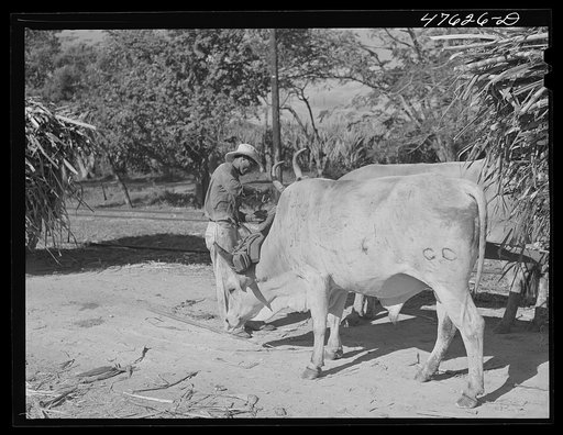 Untitled photo, possibly related to: Guanica, Puerto Rico (vicinity). Sugar-laden ox carts waiting at the loading station for loads of cane to be weighed and put into freight cars for shipment to the sugar mills