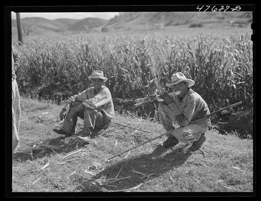 Untitled photo, possibly related to: Guanica, Puerto Rico (vicinity). Ox cart drivers eating sugar cane as they wait for their loads to be put on freight cars to be shipped to the sugar mill