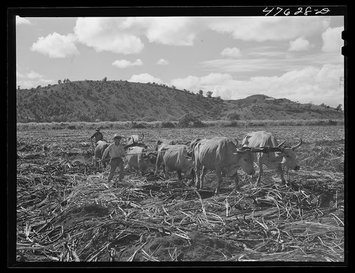 Guanica, Puerto Rico. Eight-ox team used to plough furrows in a sugar cane field as a guide for the "gyrotiller"