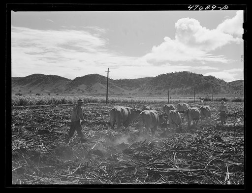 Guanica, Puerto Rico. Eight-ox team used to plough furrows in a sugar cane field as a guide for the "gyrotiller"
