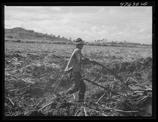 Untitled photo, possibly related to: Guanica, Puerto Rico. Eight-ox team used to plough furrows in a sugar cane field as a guide for the "gyrotiller"
