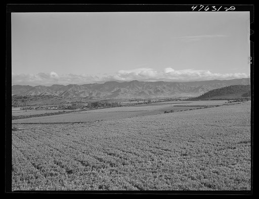 Guanica, Puerto Rico (vicinity). Sugar cane country