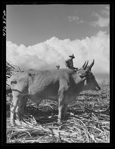 Untitled photo, possibly related to: Guanica, Puerto Rico (vicinity). Sugar-laden ox carts ready to go to the loading station to be weighed and shipped to the sugar mill