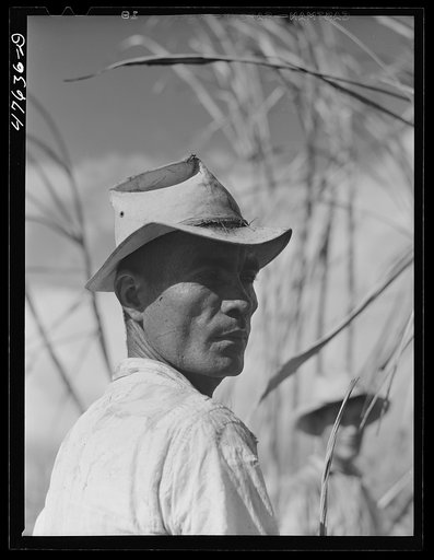 Guanica, Puerto Rico (vicinity). Farm laborer employed in cutting sugar cane at one dollar and fifty-one cents per day